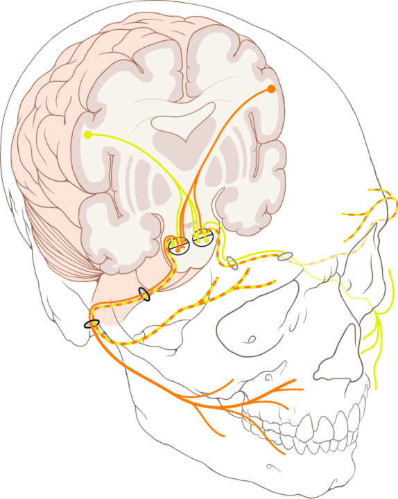 Quiz neuroanatomie