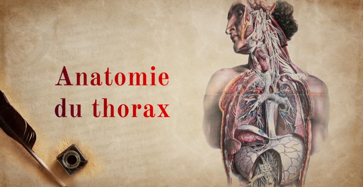Anatomie du thorax