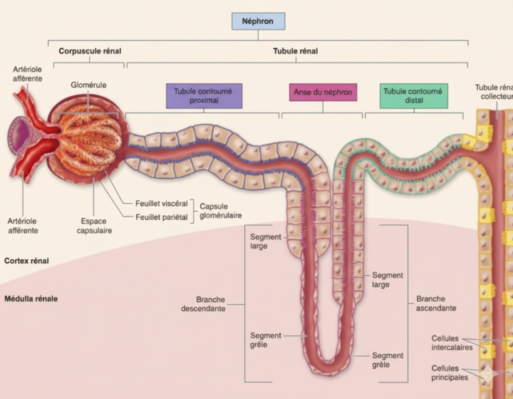 Quiz physiologie rénale