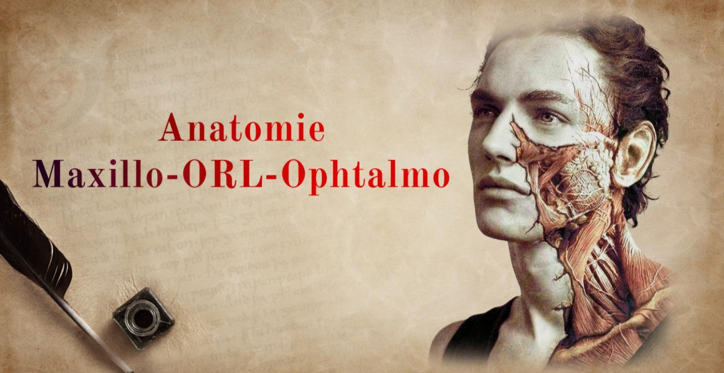Anatomie Maxillo-ORL-Ophtalmo