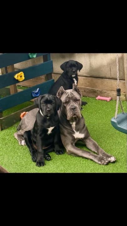 What pet have you got? 