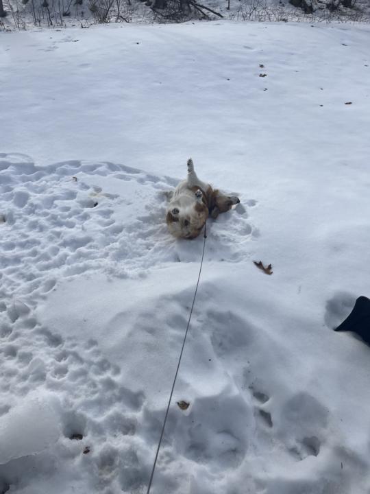 Playing in the snow
