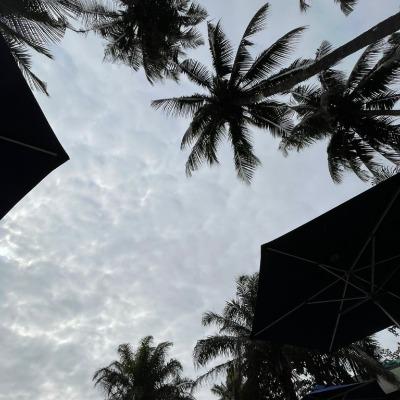 Tochenali agnoro Annie