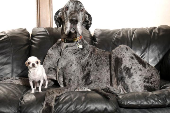 Large Breed vs. Small Breed Needs