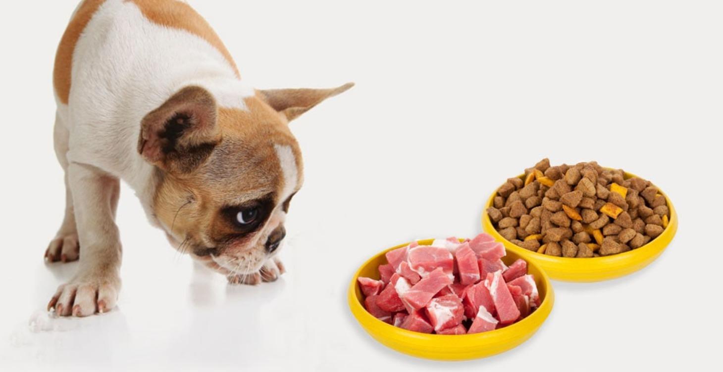 [1 Lesson] Basics of Dog Nutrition