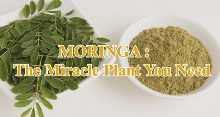 AFRICAN BUSH DOCTOR SECRETS