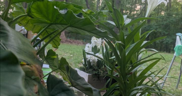 Gardening 101