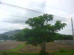 Shiela Sen