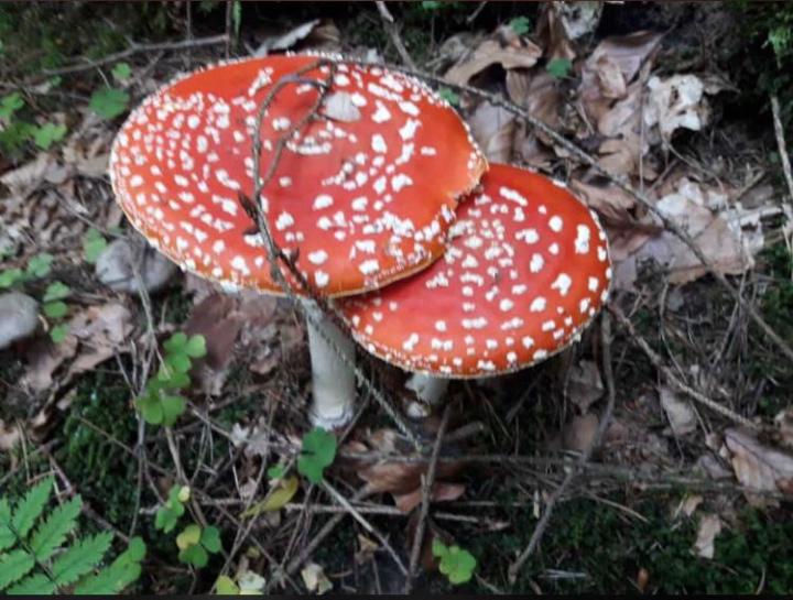 Beate Neumann-Holste