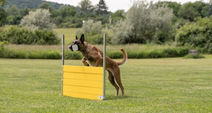 Hotdogz online training group