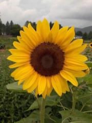 Heather Rochelle Noble