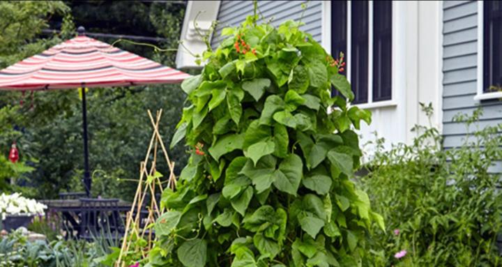 Gardening Inside Out