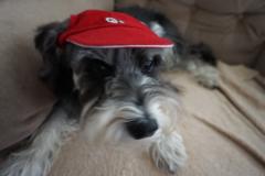 Sally Staffeldt-Mollenhauer