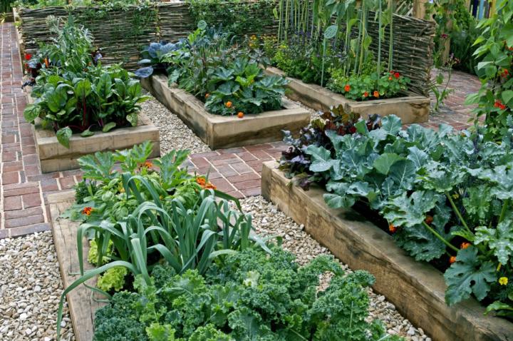 Seeking experienced gardener mentor!