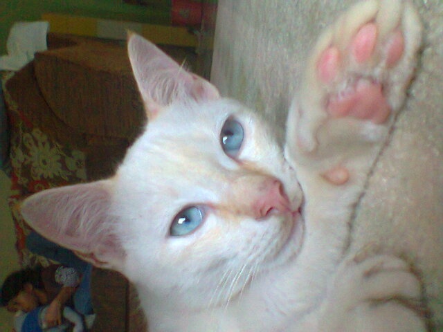 Aqil Jamil