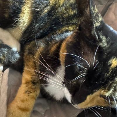 Joel Anthony Callacondo Maquera