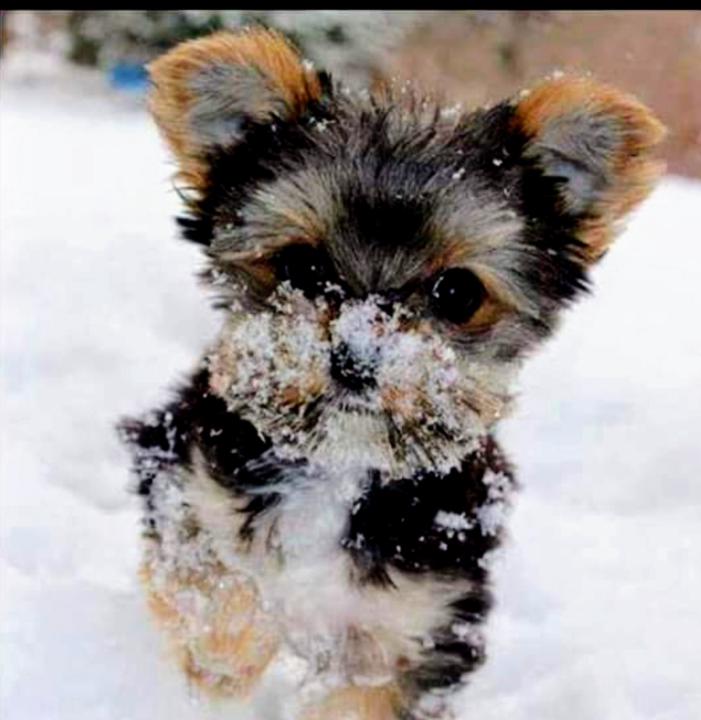 Jesús María Arroqui Arandia
