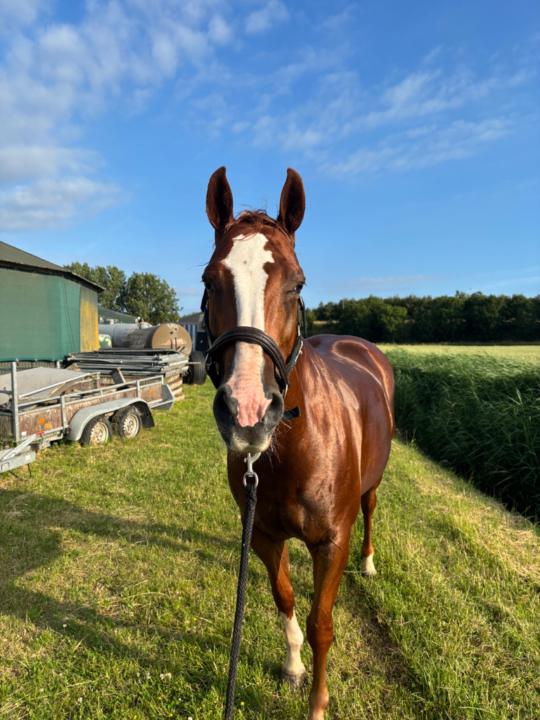 Mikky Aukema