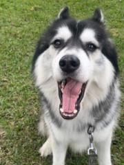 Job Germán Amir Guevara Núñez