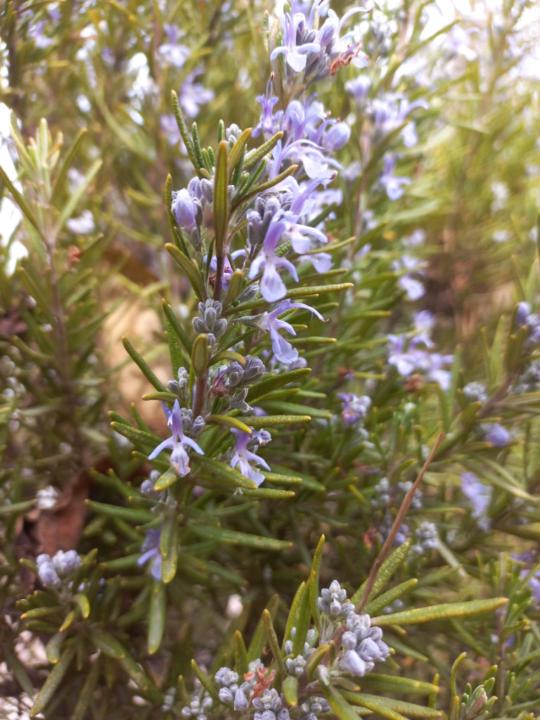 Hachem Meriem Dour Safi