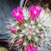 Dorothea Sahlmüller