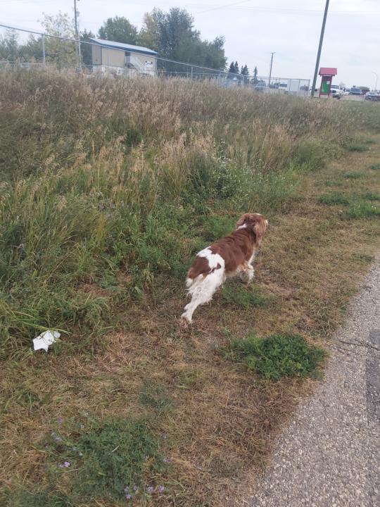 4 km walk and a ton of rehab