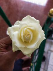 Khazy Zeeshan Ul haq