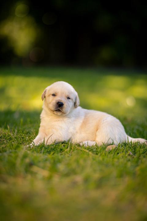 Chow Fawn