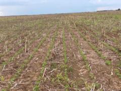 Shirley Cáceres Escobar