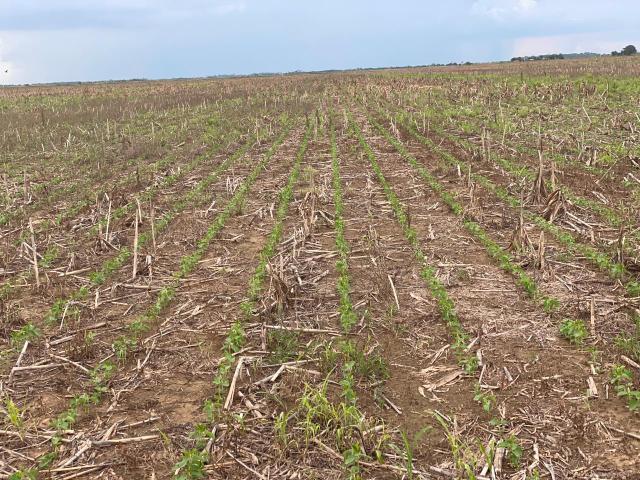 Shirley Cáceres Escobar