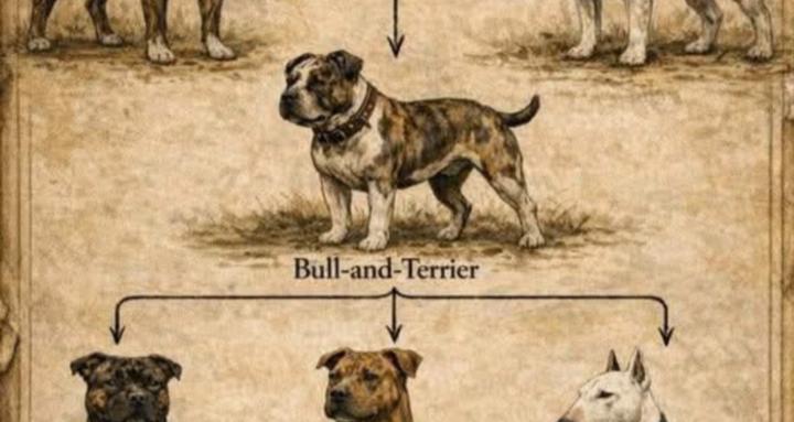 Dog Psychology with PJ