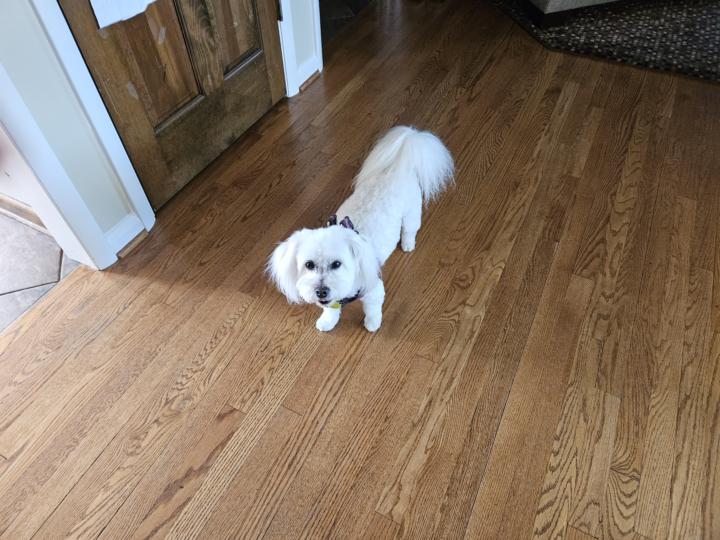 My second dog - she loves to bark