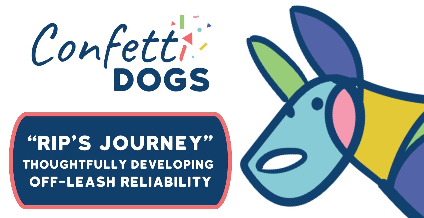 "RIP'S JOURNEY" : Developing Off-Leash Reliability