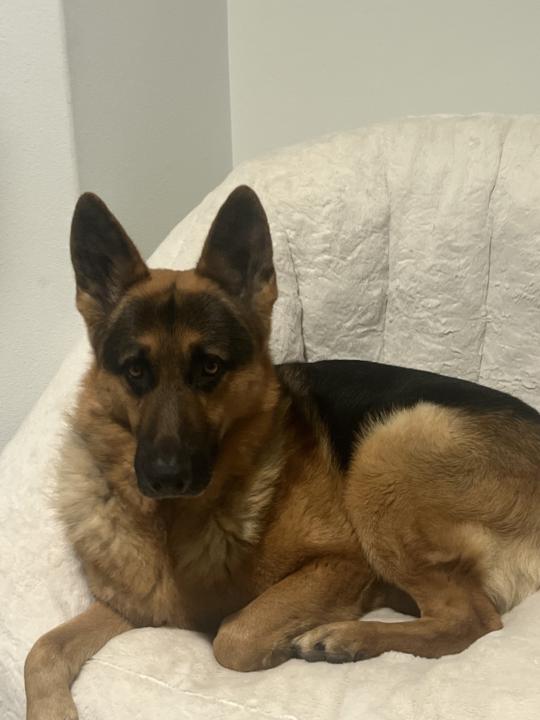 Dog Love - Post a photo of your fur babies 