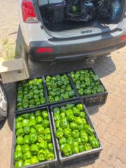 Gabhe Mgidi