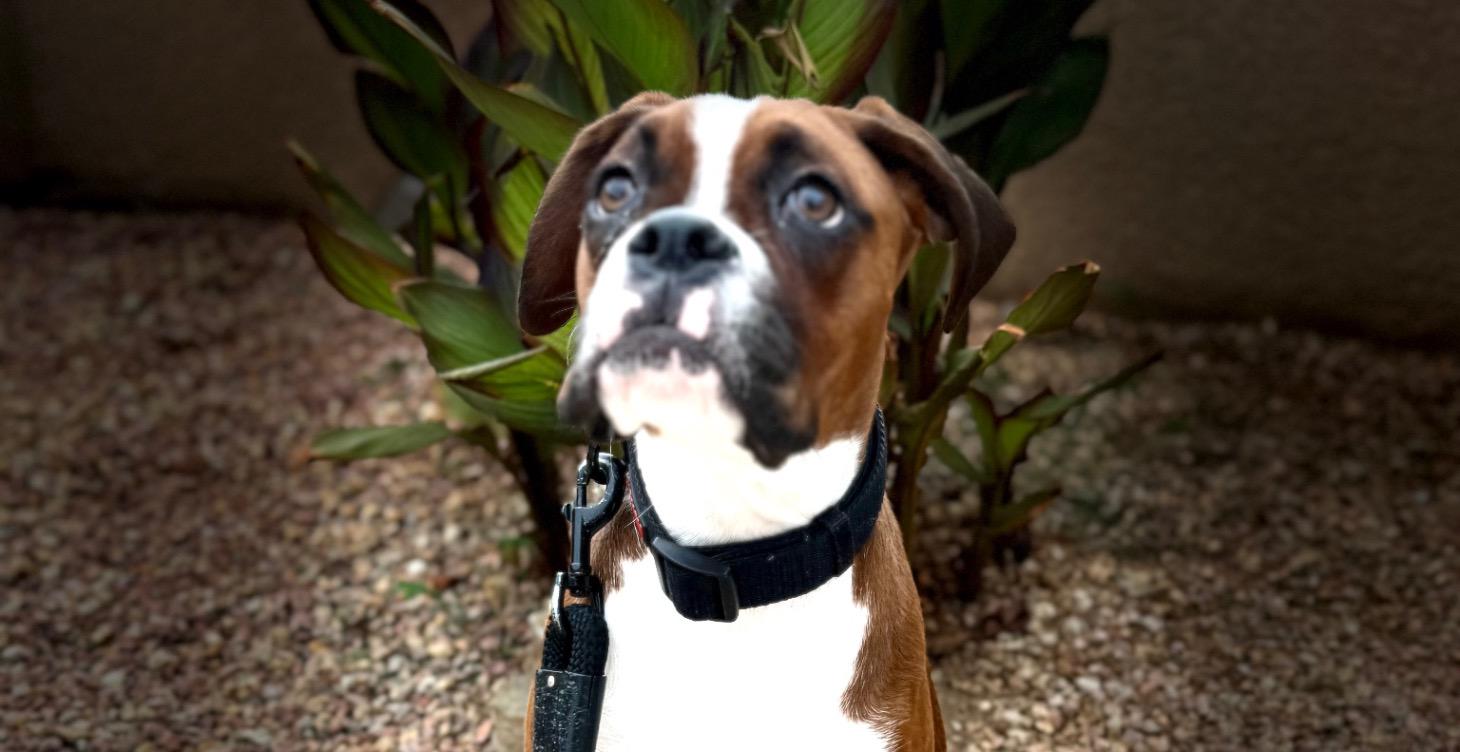 Building Engagement with your Dog