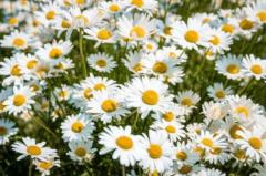 Agostina De la silva