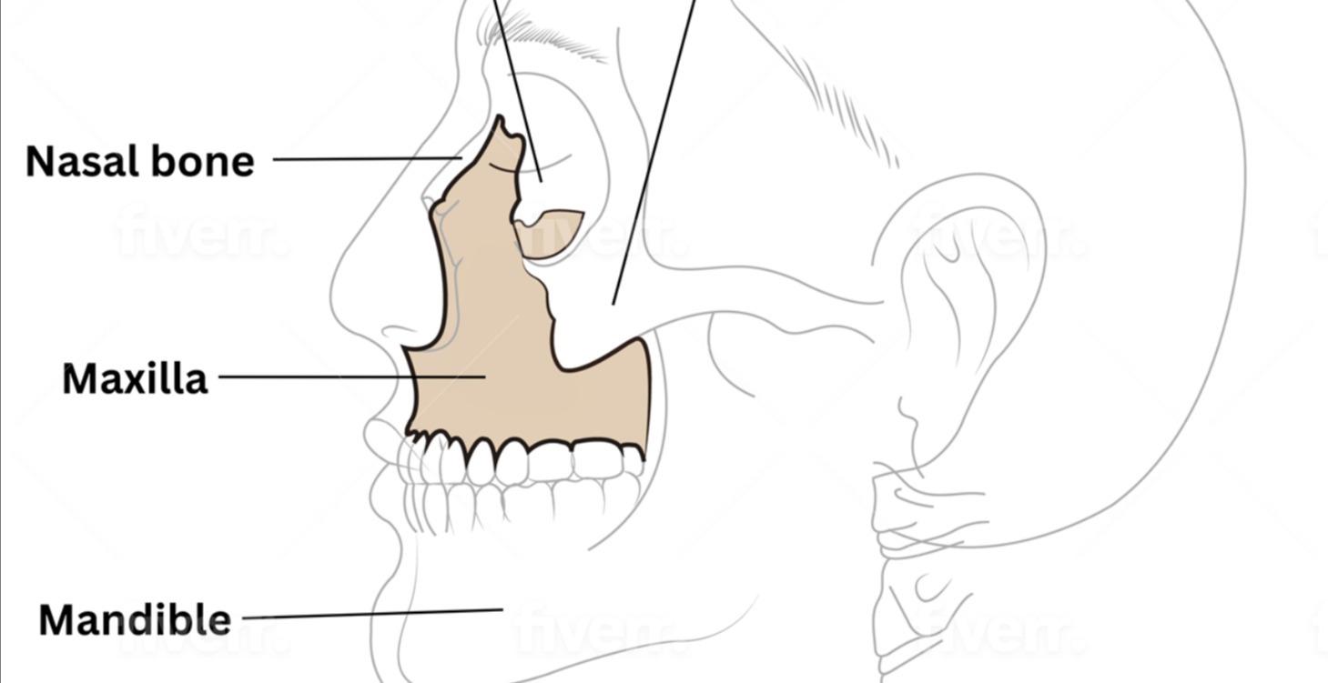 Maxilla