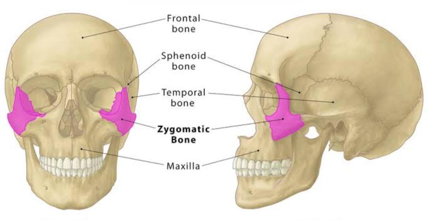 Zygomatics (Cheekbones)