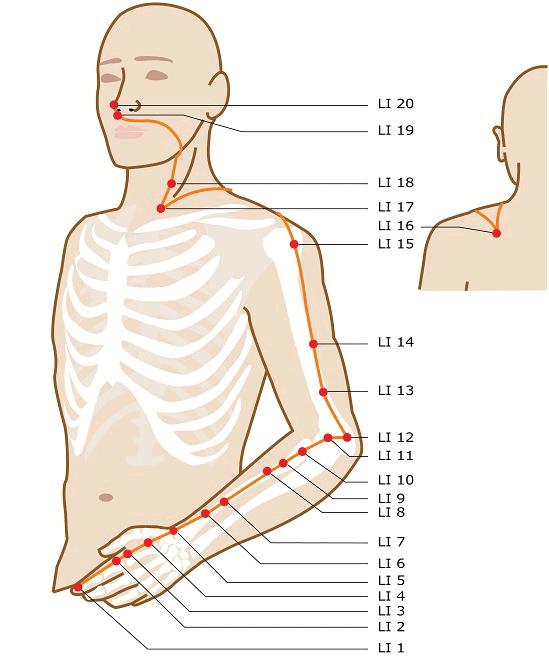 Large intestine meridian
