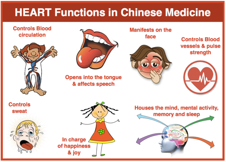 Heart function in TCM