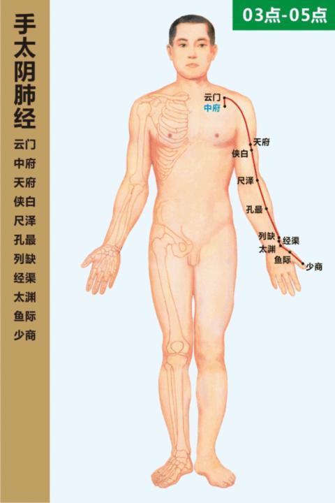 The Lung Meridian
