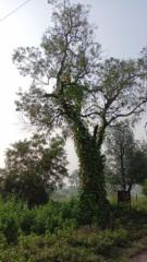 Taskeen M