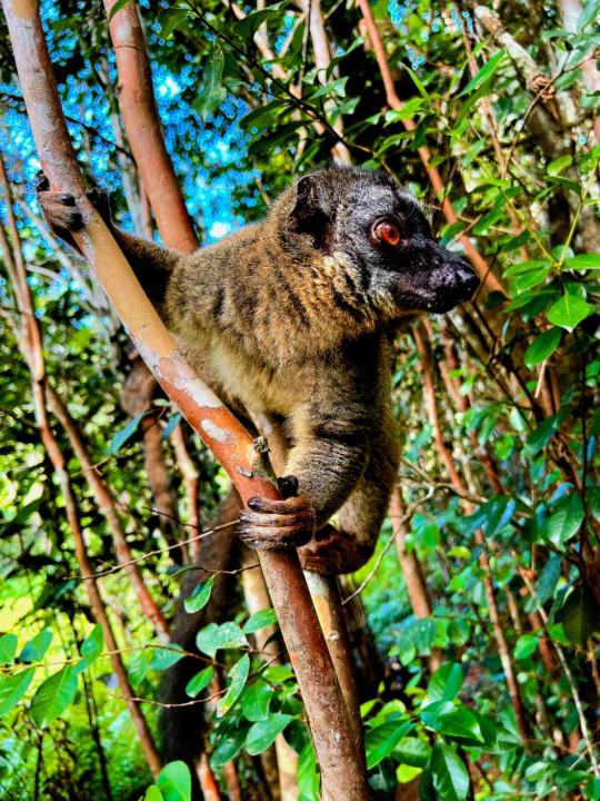 Andrianjanaka Hajatiana Lionel