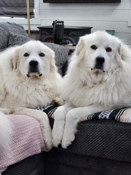 Lee and Kelly Morrison