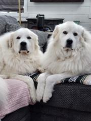 Lee and Kelly Morrison