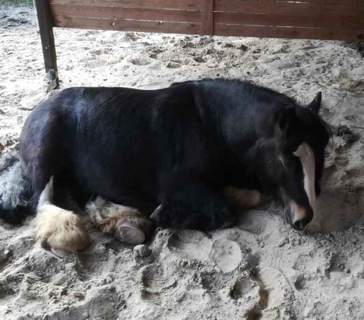 Alexandra Veller-Sulimma