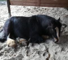 Alexandra Veller-Sulimma