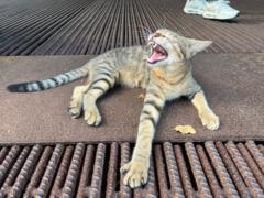 韻喬 陳