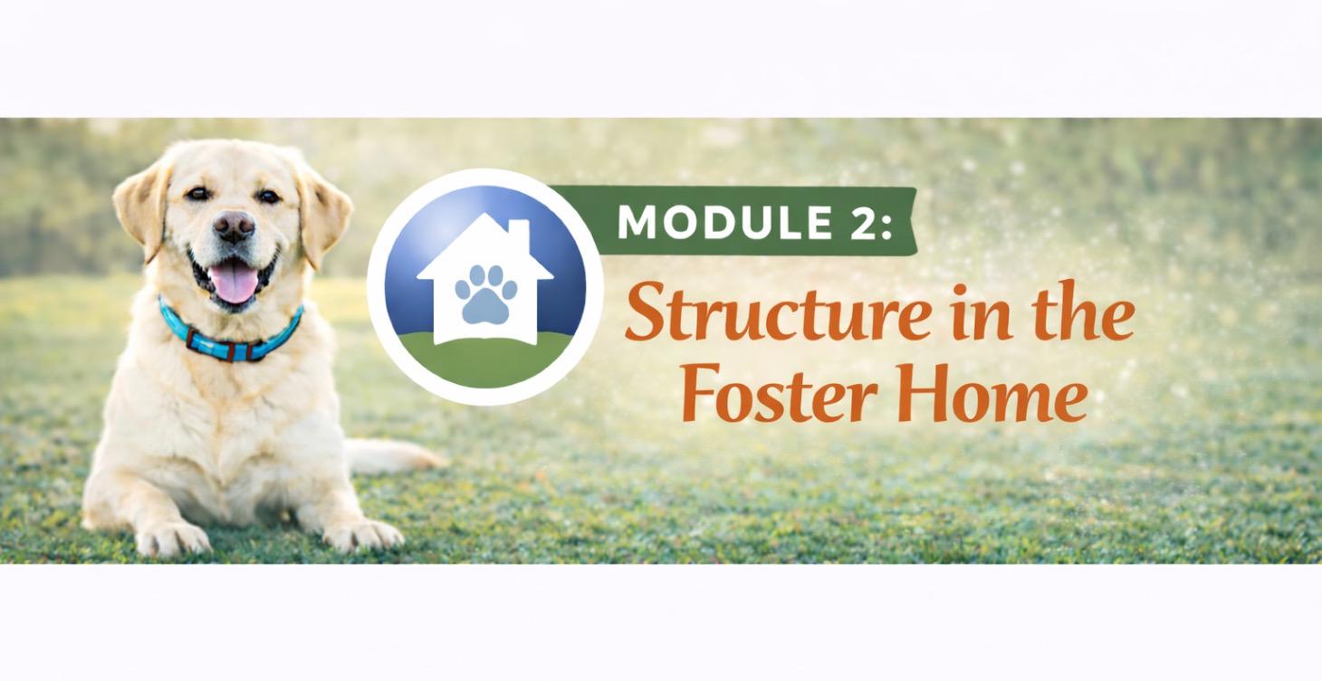 Module 2: Structure in the Foster Home